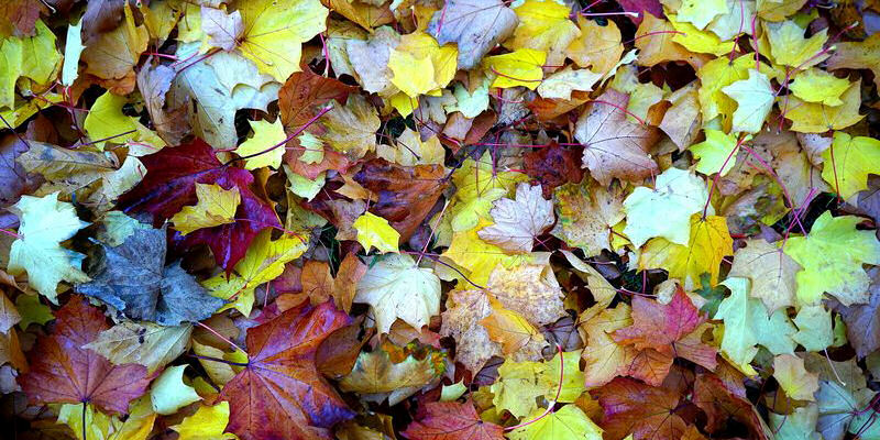 Local image of Stratford on Avon